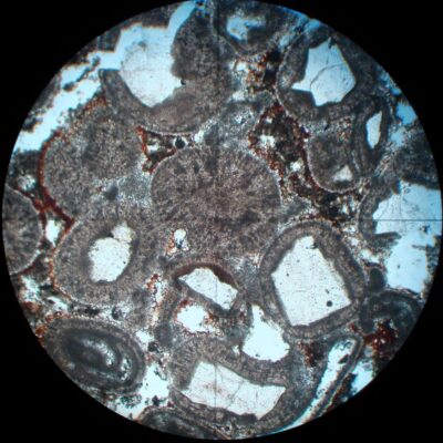 piatra-mozaic-fosile